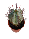 Planta Suculenta Euphorbia Horrida 5 Cms