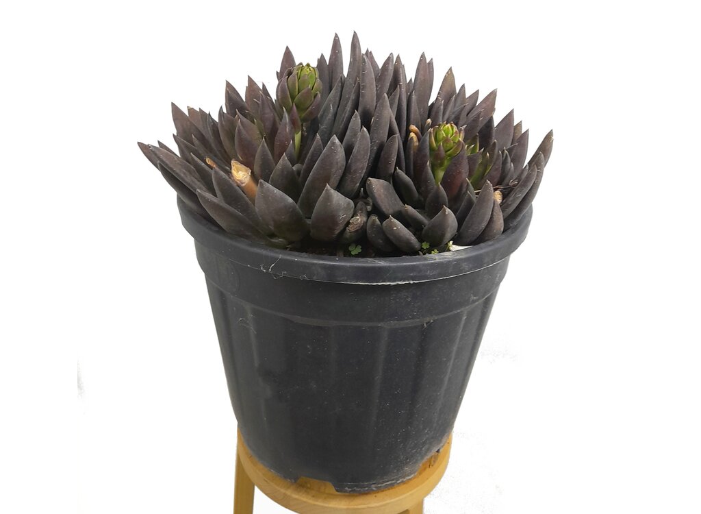 Echeveria Affinis M25 (black Night)_0