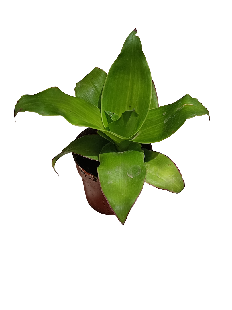 Callisia Fragans Planta De Interior Ø8 Tradescantia Gigante_0