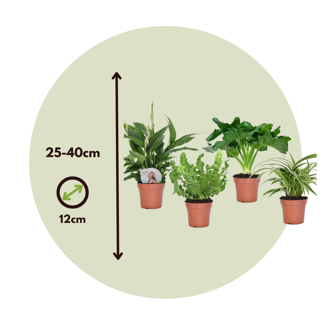 Mezcla Para Baño - 4 Pzs - Altura 25-40cm - ⌀12cm_2