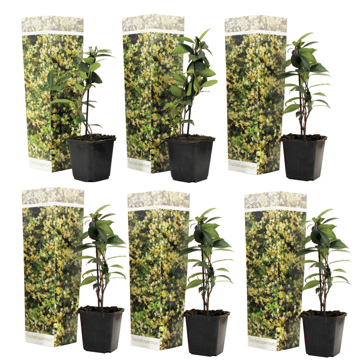 Jazmín Estrellado - 6 Pzs - Trachelospermum Jasminoides - Altura 25-40cm - ⌀9cm_0