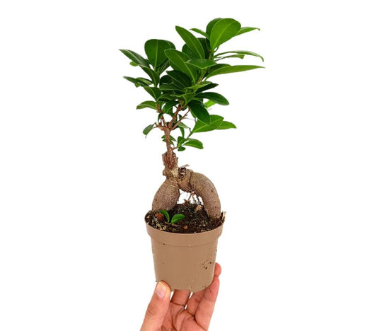 Bonsai Ficus Microcarpa Ginseng M10_0