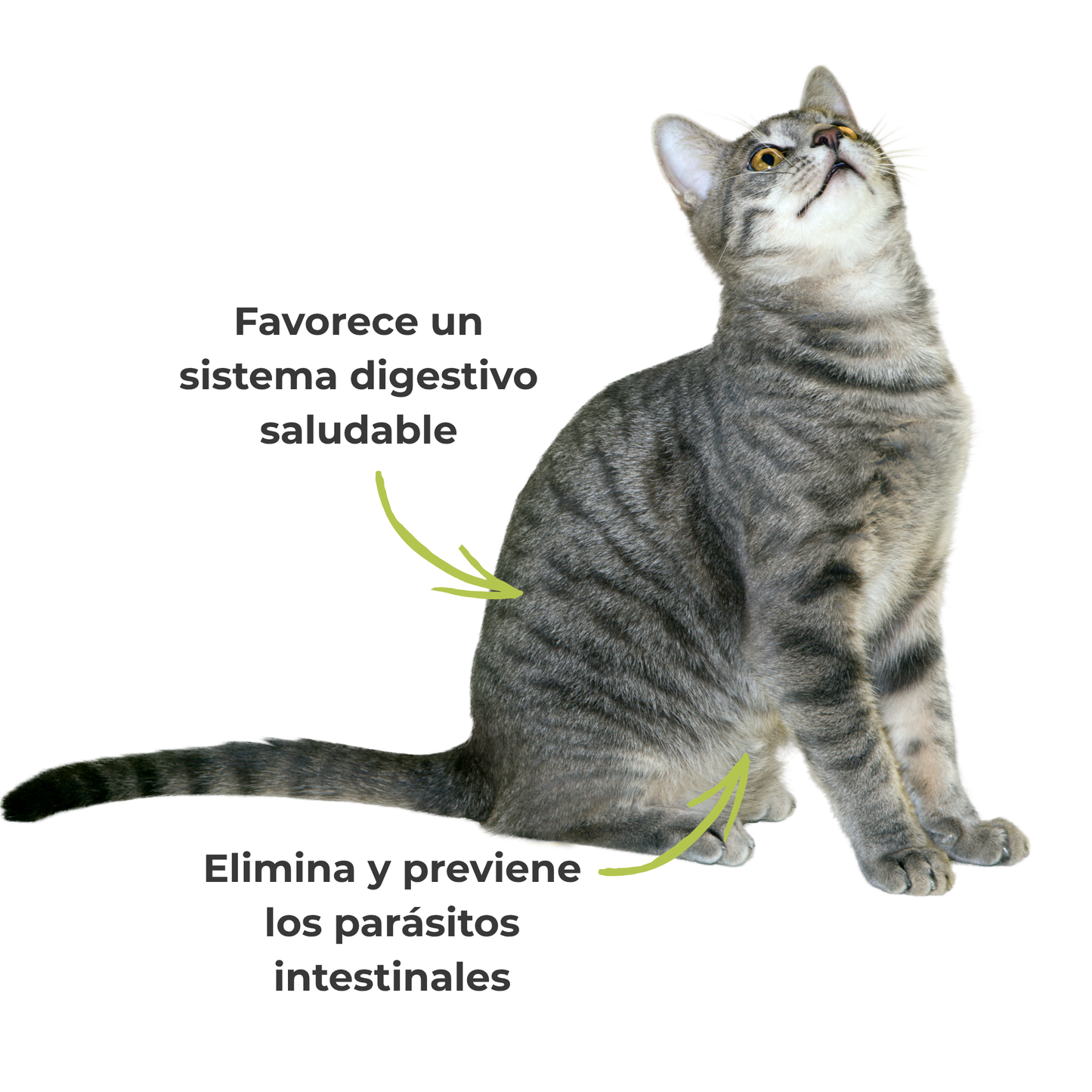 Protección interna ECO para perros y gatos – Parásitos intestinales – 100 g_3