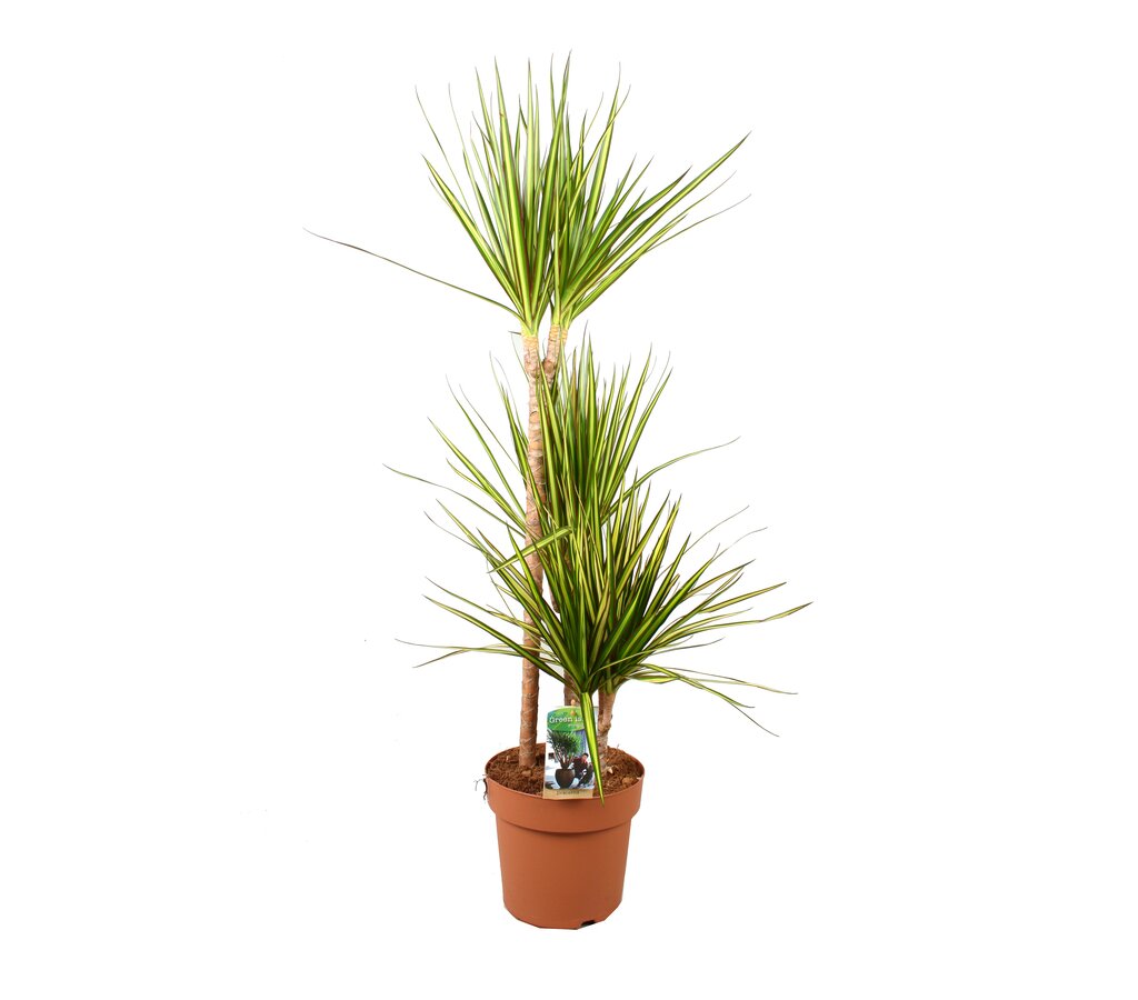 Dracena Marginata Sunray 3 Troncos 60-30-15 M22_0