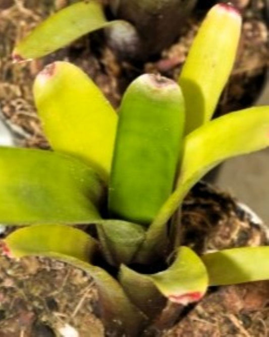 Neoregelia amandae; bromelia verde y púrpura; Curiosarium; altura 20 cm, diámetro 8 cm, sin sustrato_0