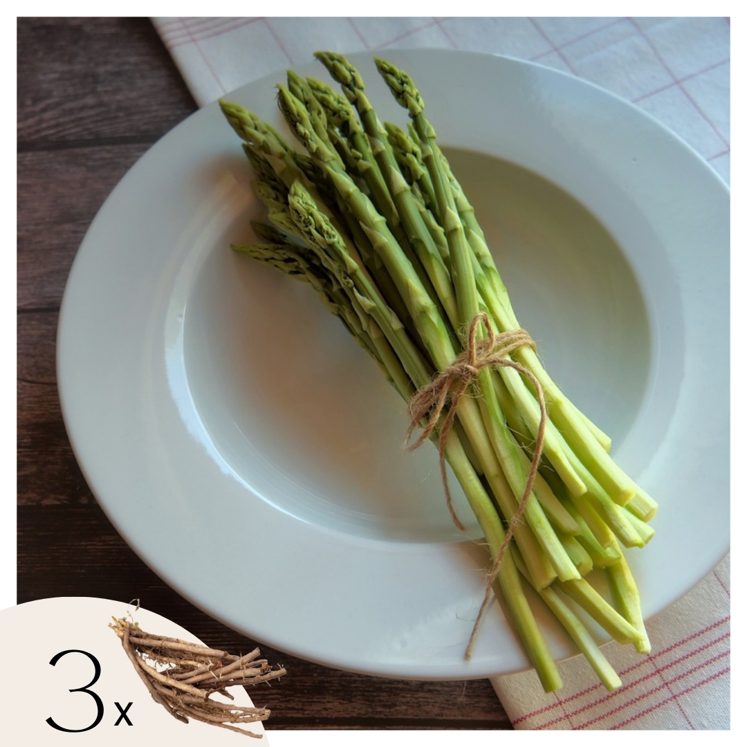 Espargo - 3 Pzs - Asparagus 'gijnlim' - Cepellones - Verde_0