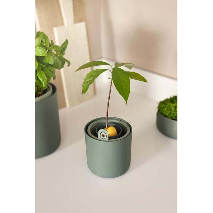 Incrível Abacate Elho Verde Abacate Germinante Pote