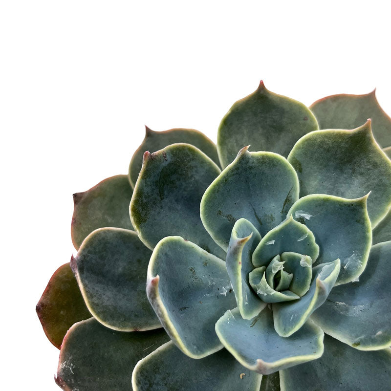 Echeveria ‘Gran Morata’ Cactus Y Suculentas M8,5 cm Ø_2