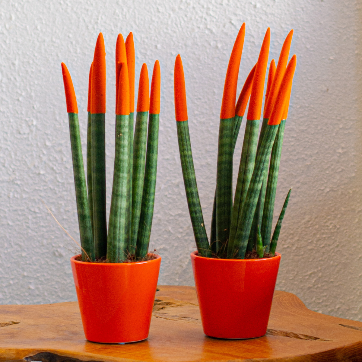 Dracaena Cylindrica - 2 Pzs - Sansevieria Cylindrica - Altura 20-40cm - ⌀9cm_1