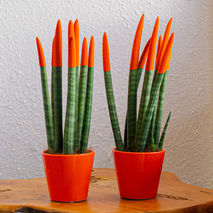 Dracaena Cylindrica - 2 Pzs - Sansevieria Cylindrica - Altura 20-40cm - ⌀9cm_1