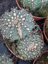 Gymnocalycium Sp Cacto Jovem 8 Cm