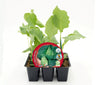 Pack Plantões De Couve Coração-de-boi 6 Un. Natural - Fitoralia