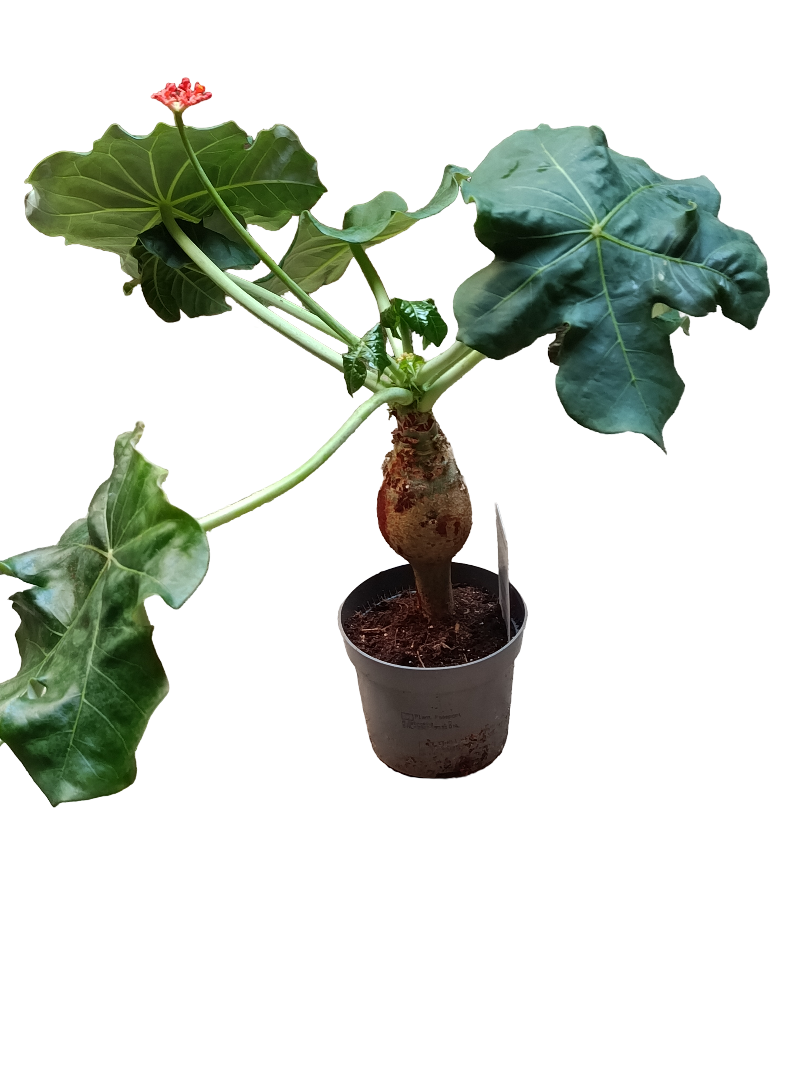Jatropha Podagrica Planta Suculenta Rara Ø12_0