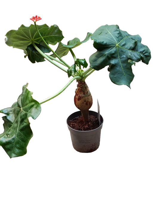 Jatropha Podagrica Planta Suculenta Rara Ø12_0