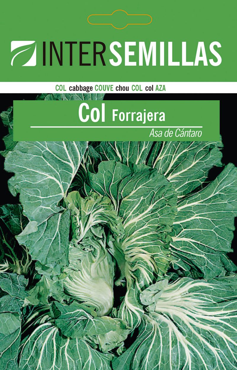 Sobre De Semillas De Col Forrajera Asa Cantaro_0