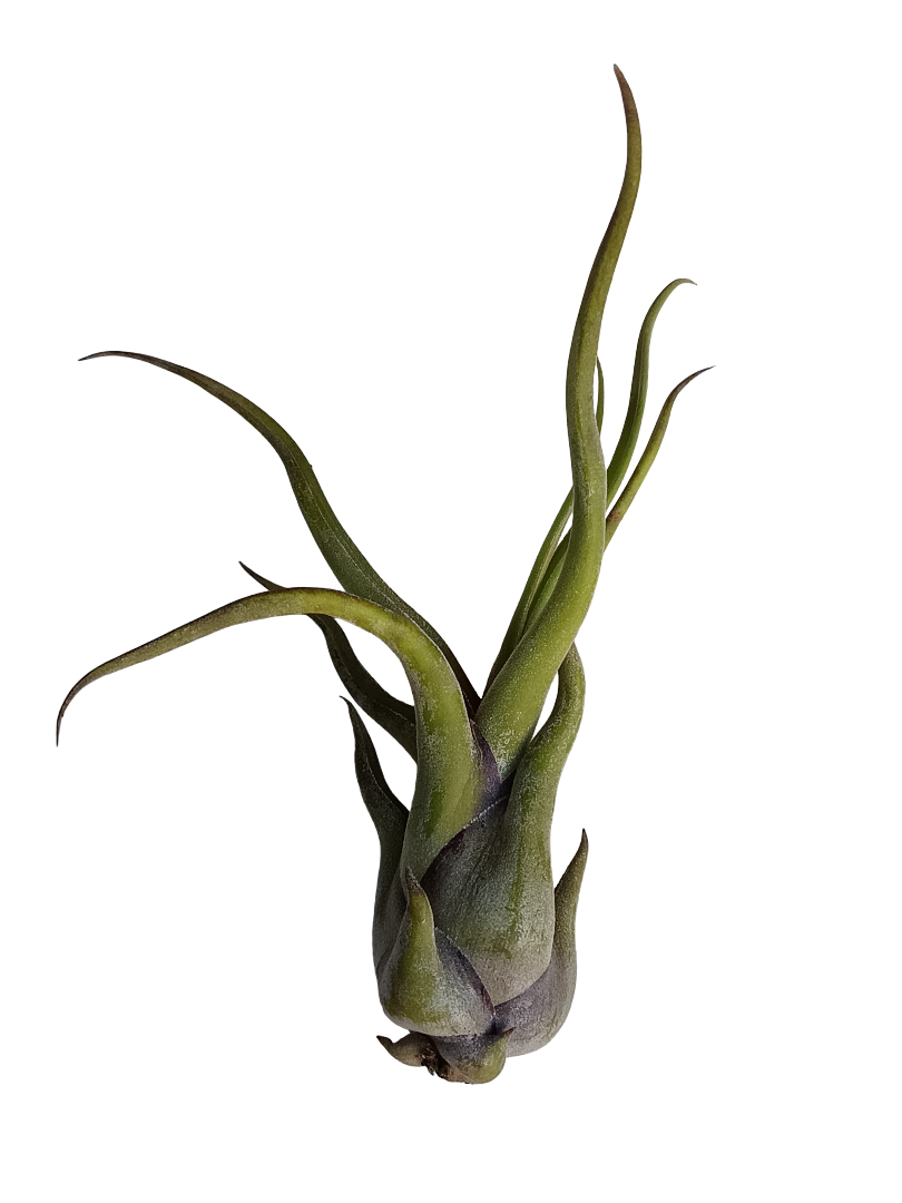 Tillandsia Medusa Clavel Del Aire Tillandsias_0