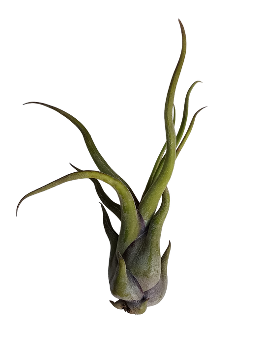 Tillandsia Medusa Clavel Del Aire Tillandsias_0