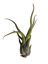 Tillandsia Medusa (planta Aérea)