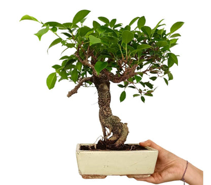 Bonsái Ficus Retusa 8 Años_0