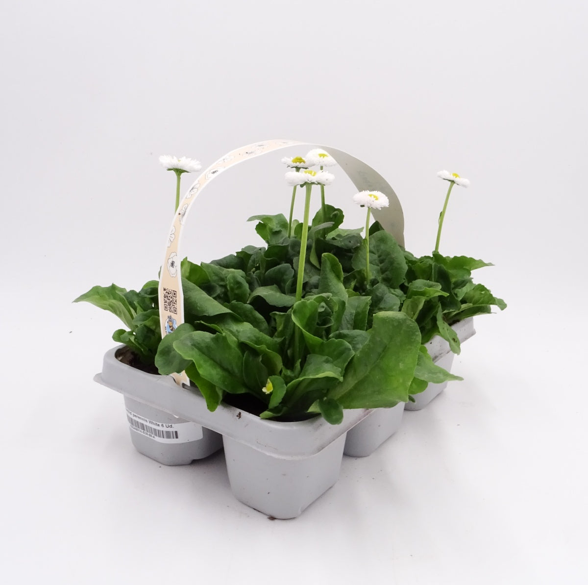 Pack Plantones Bellis Perennis Blanco 6 Ud. Natural - Fitoralia_0