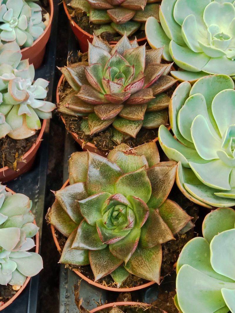 Echeveria Purpusorum Ø8 Cm Planta Suculenta_0