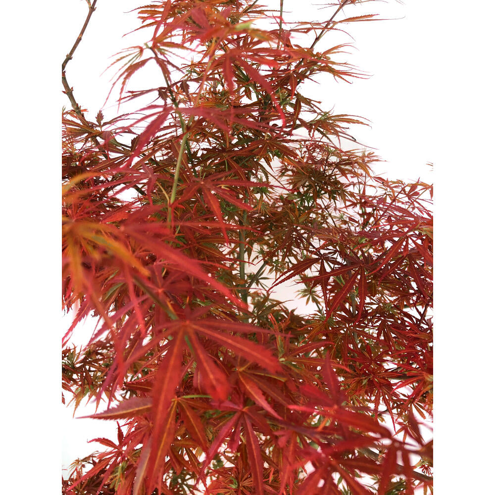 Acer Palmatum M27 130cm_3