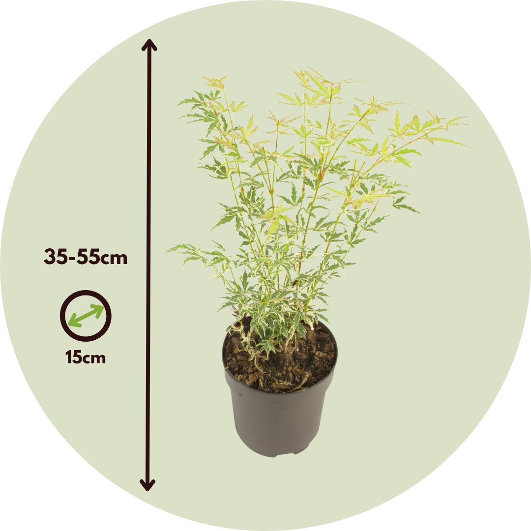 Arce Japonés - Acer Palmatum 'butterfly' - Altura 35-55cm - ⌀15cm_2