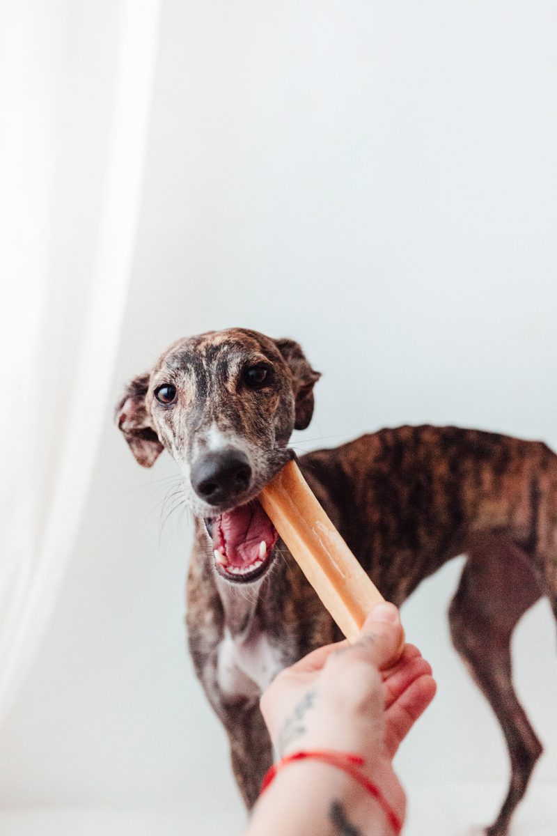 Bimorbox Pequeña · Pack Snacks Y Juguetes Naturales Para Perros._3