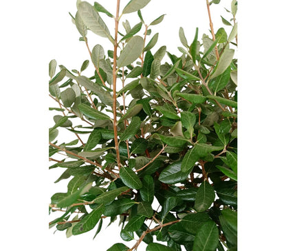 Feijoa Sellowiana Copa M35 160-180cm_1