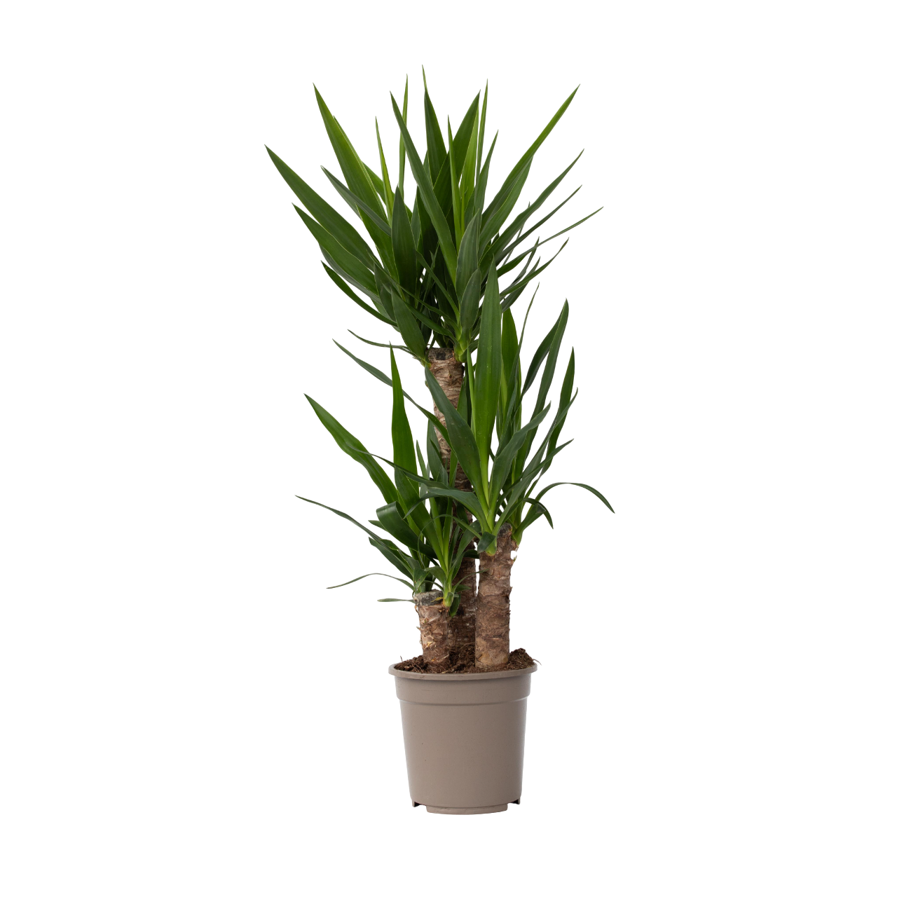 Yuca Pie De Elefante - Yucca Elephantipes - Altura 70-80cm - ⌀21cm_0