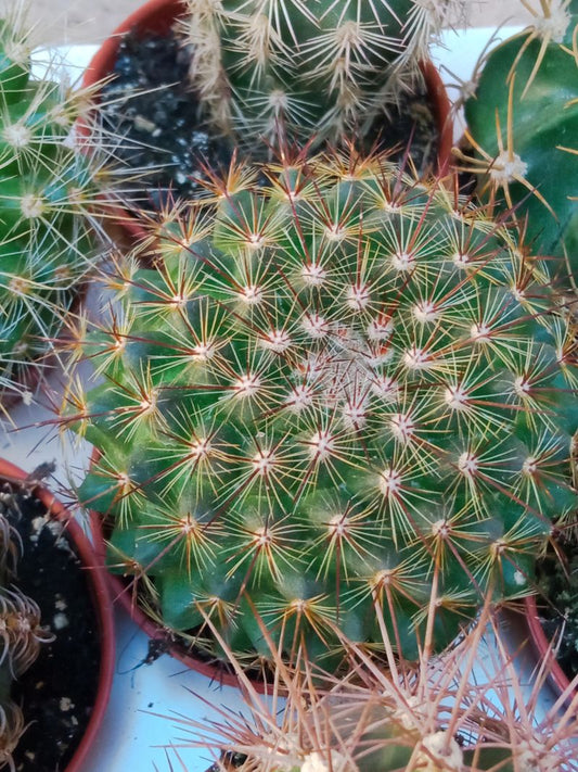Mammillaria Discolor Cactus Ø 5cm Planta_0