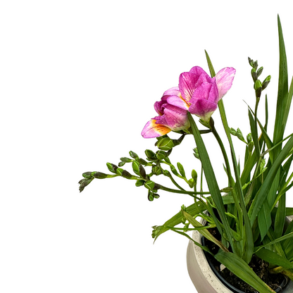 Freesia Colores Variados M14_1