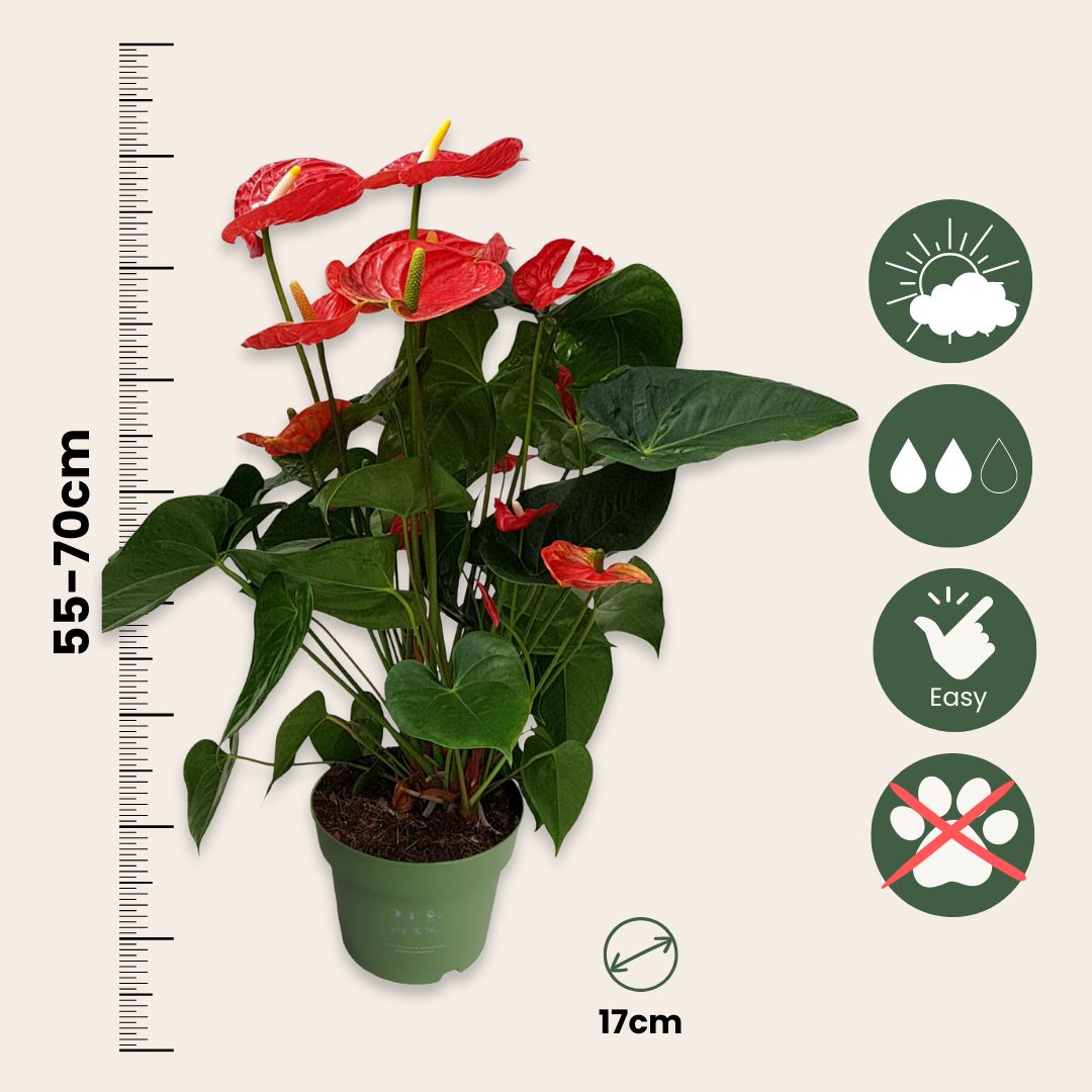 Anturio - Con Cesta - Anthurium 'madural Red' - Altura 55-70cm - Ø17cm_2