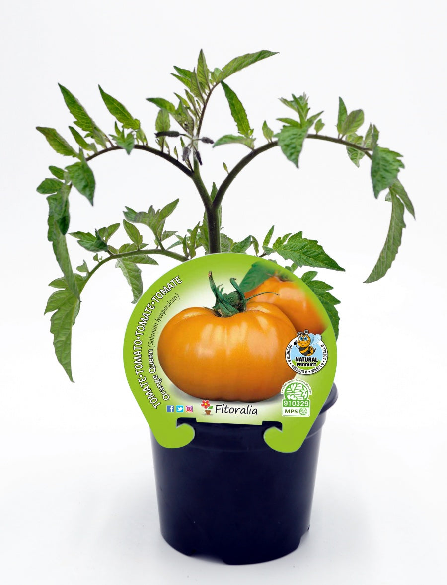 Plantón tomate Orange Queen en maceta 10,5 cm. natural - Fitoralia_0