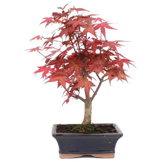 Bonsai Acer palmatum deshojo 7 anos Maple