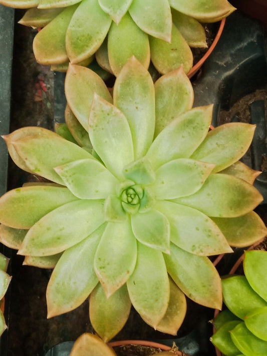 Suculentas Y Cactus Variedad #54 Planta Sin Id_0