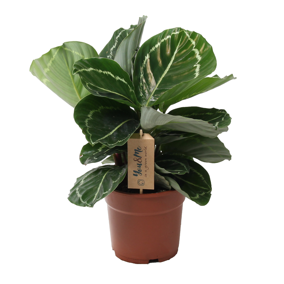 Planta De Pavo Real - Calathea 'julia' - Altura 35-45cm - ⌀17cm_0