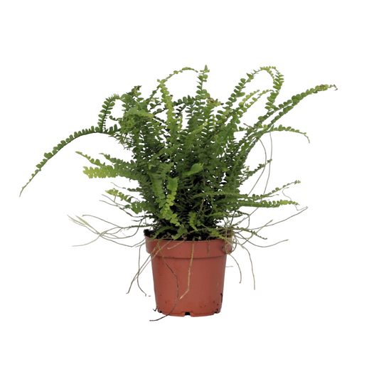 Helecho Espada - Nephrolepis 'duffii' - Altura 25-40cm - ⌀12cm_0
