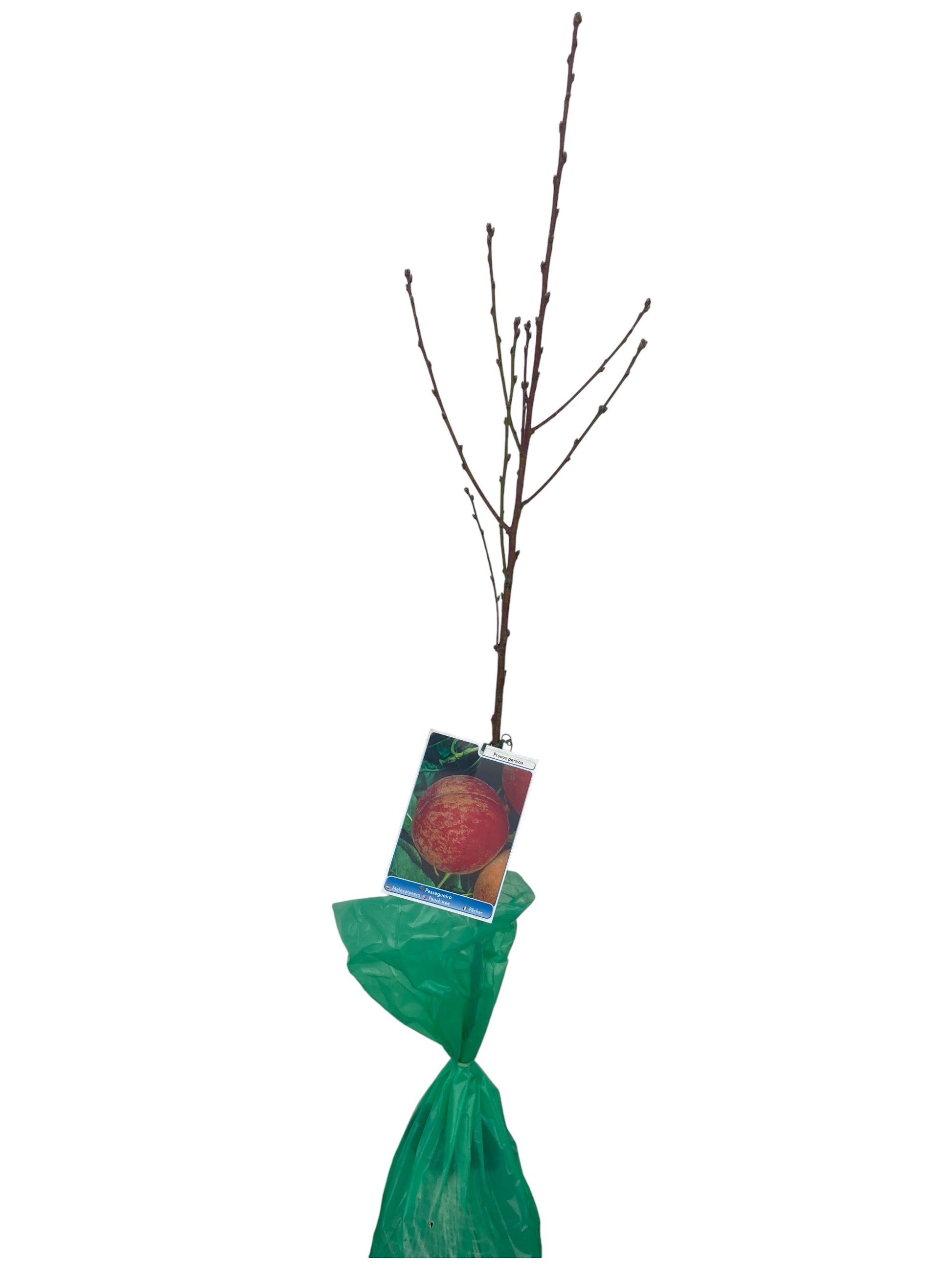 Frutal Melocotón Rojo Cepellón 130 CM_0