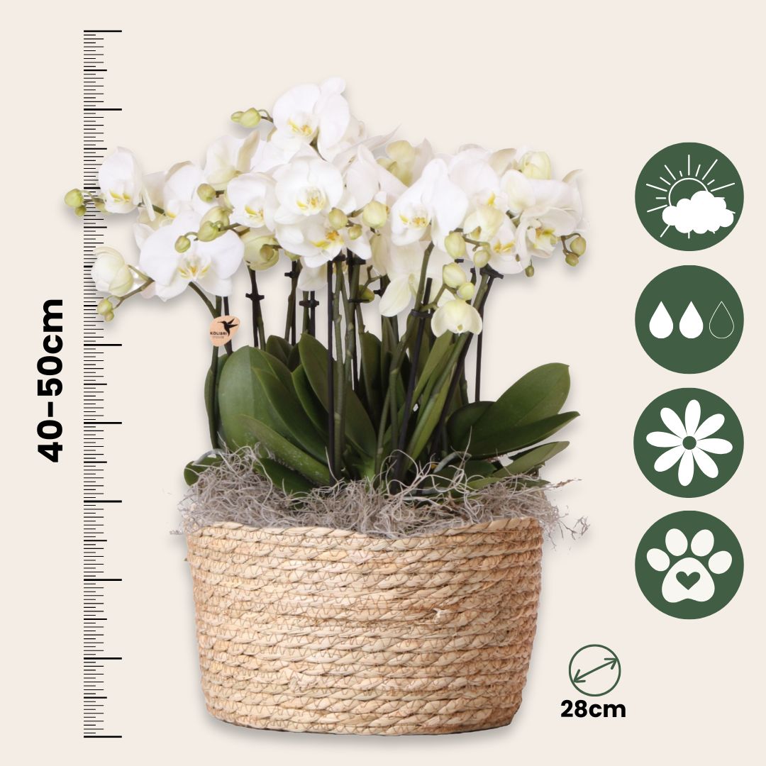 Orquídea En Cesta Blanca - Phalaenopsis - Altura 40–50cm - ⌀28cm_2