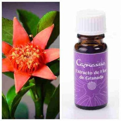 Extrato de flor de romã Camassia