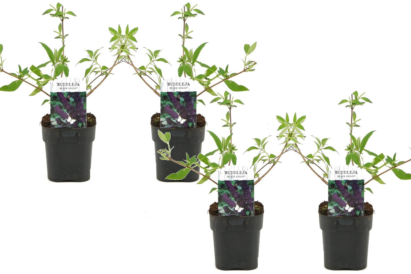 Budleia - 4 Pzs - Buddleja Davidii 'black Knight' - Altura 30-40cm - ⌀17cm_0