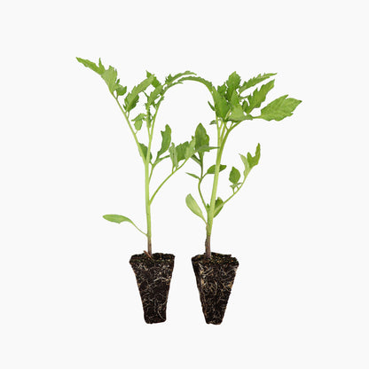 Plantón Tomate Pera Rastrero 2 Unidades - Plantabo_0