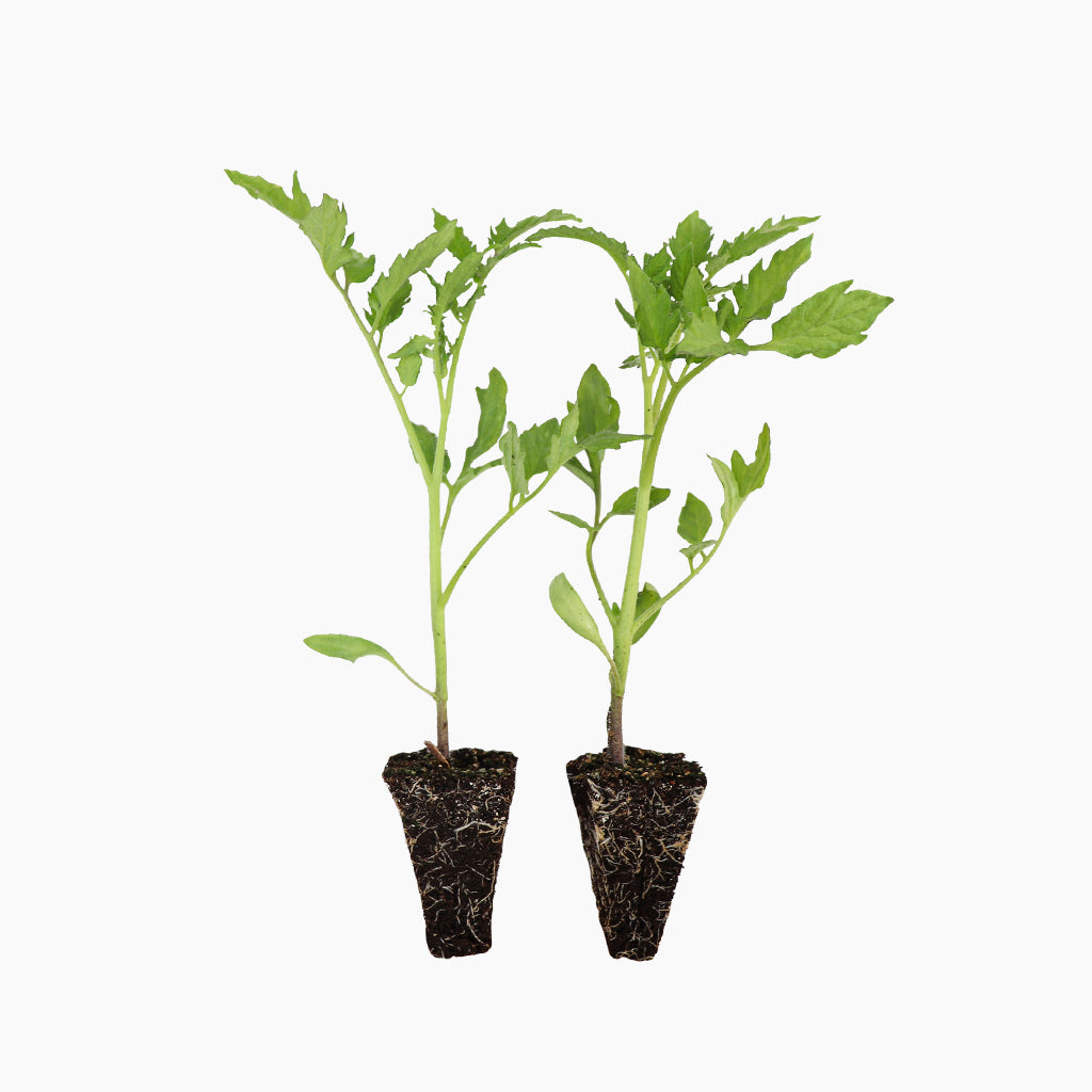 Plantón Tomate Pera Rastrero 6 Unidades - Plantabo_0