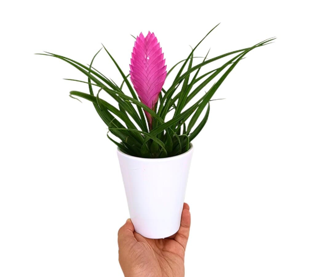 Tillandsia Anita En Macetero De Cerámica M9_0