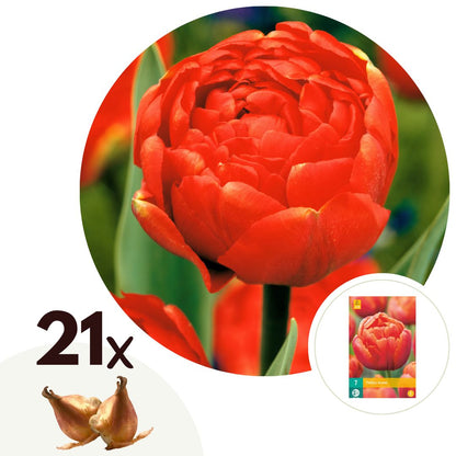 Bulbos De Tulipán - 21 Pzs - Tulipa 'icoon' - Bulbos De Flores - Naranja_0