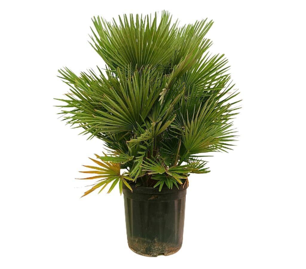 Chamaerops Humilis M36 80-110cm_0