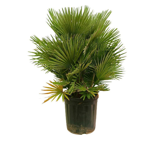 Chamaerops Humilis M36 80-110cm_0