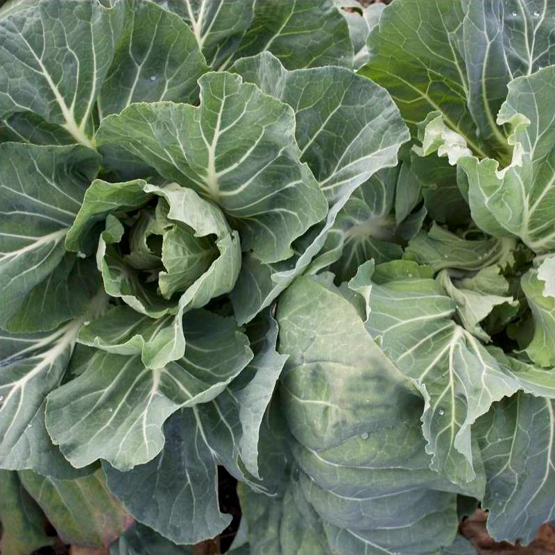 Semillas Col Penca De Chaves Ecológicas