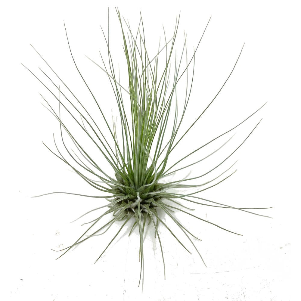Pack Tillandsia Guchsii Fuchsii Gracilis (10 Unidades)_0